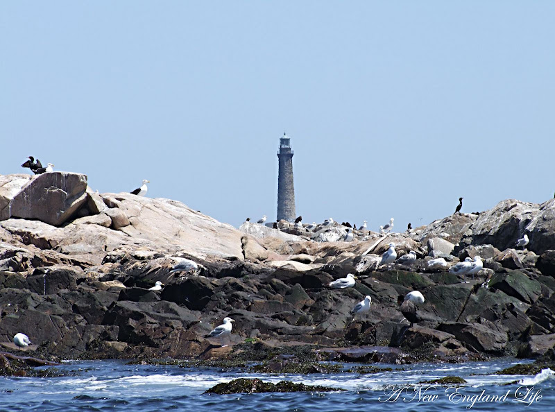 A New England Life Milk Island and the Twin Lighthouses